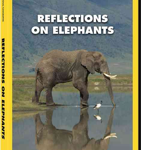 Reflections on Elephants