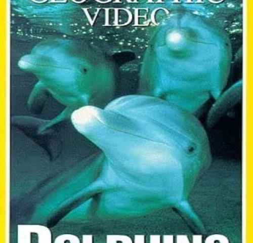 Dolphins The Wild Side