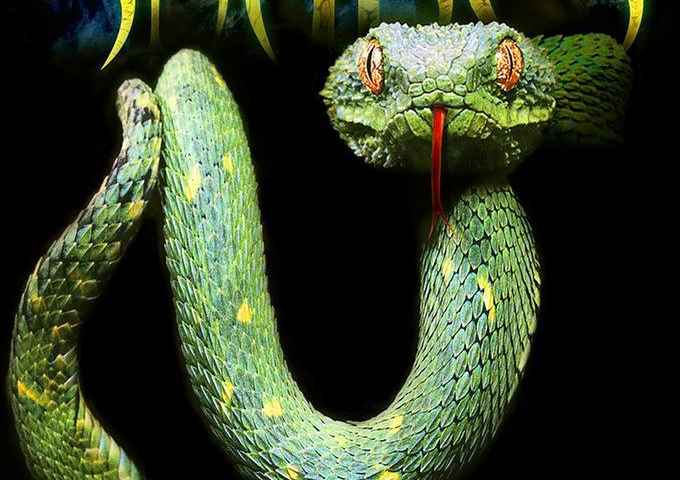 Beauty of Snakes