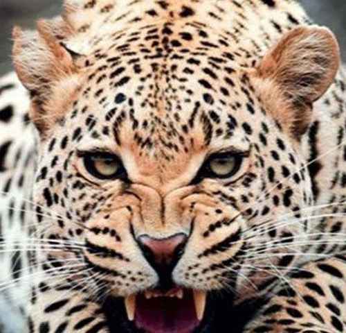 Chasing Big Cats