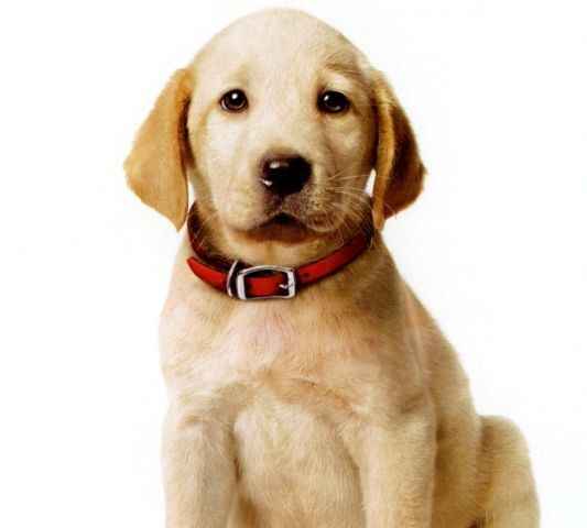 Marley And Me