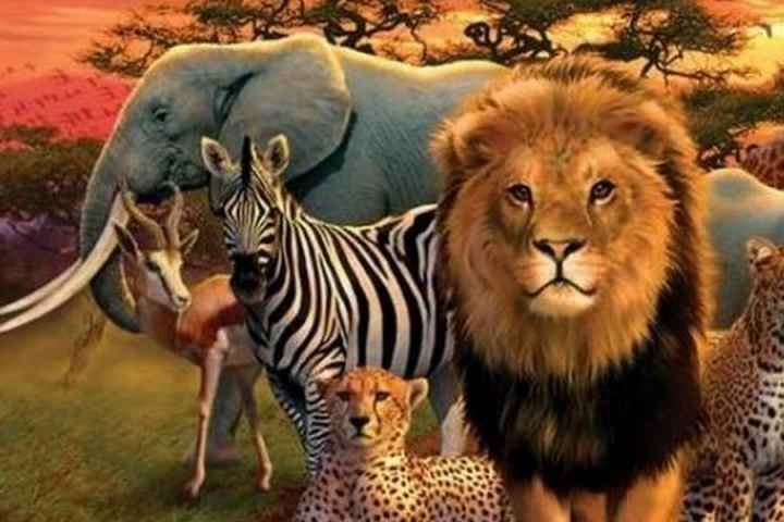 Wildlife moments