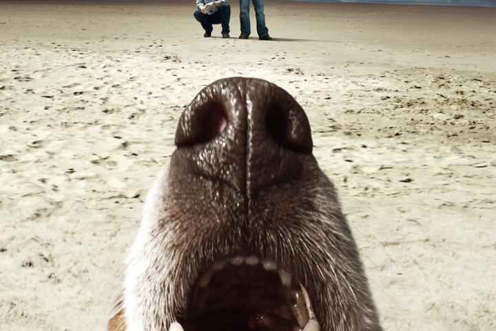 Terriers