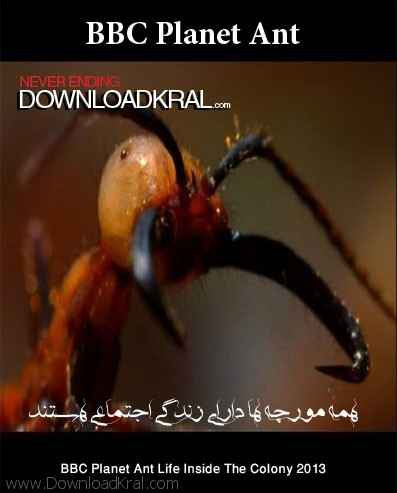 Empire of the Desert Ants