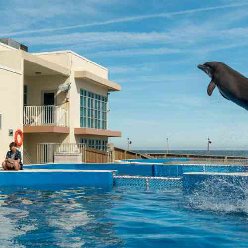Dolphin Tale