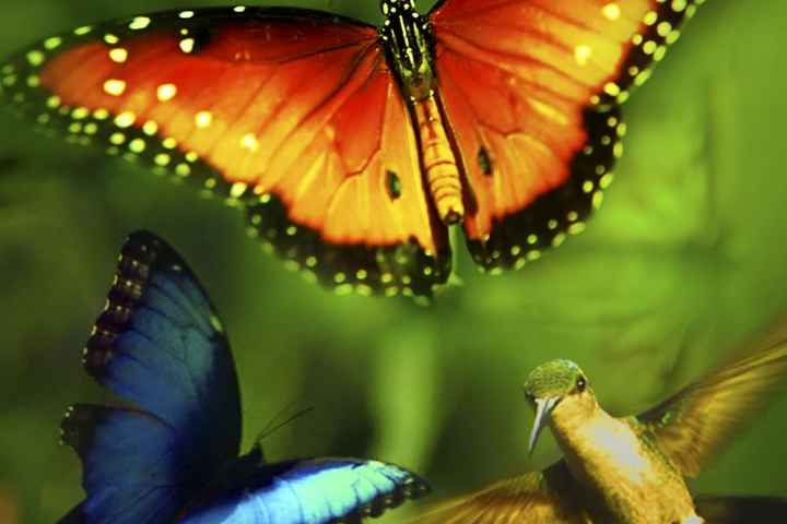 Disneynature Wings of Life