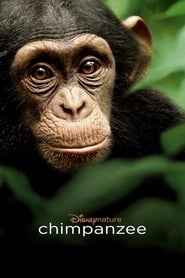 Chimpanzee