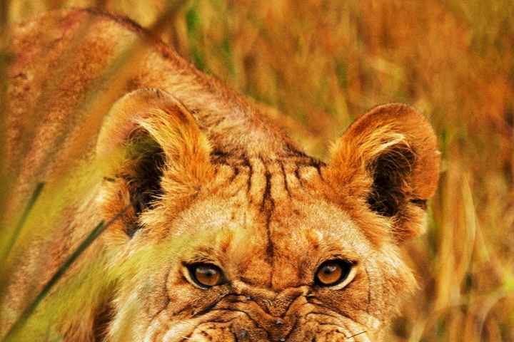Secret Life of Predators