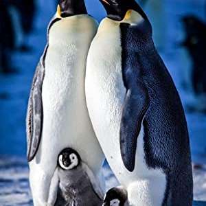 Snow Chick: A Penguins Tale