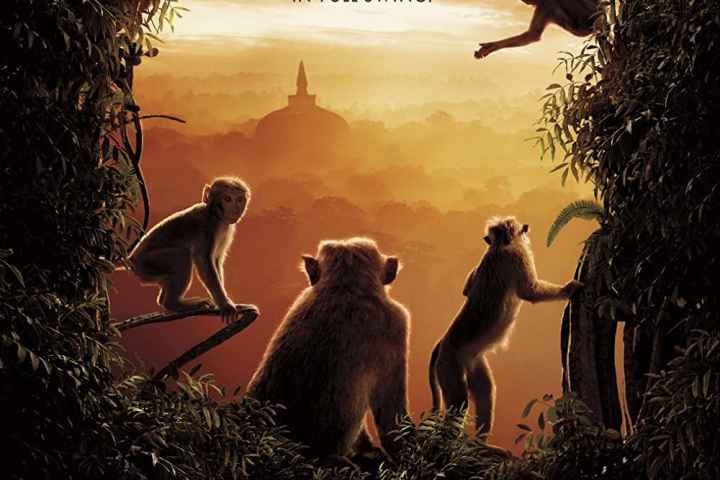 Monkey Kingdom