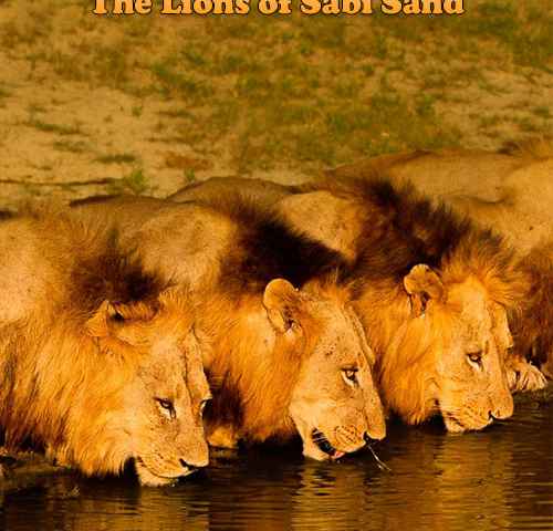 Brothers in Blood The Lions of Sabi Sand