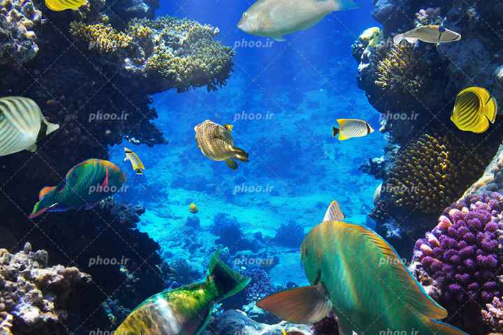 Wild Planet North America