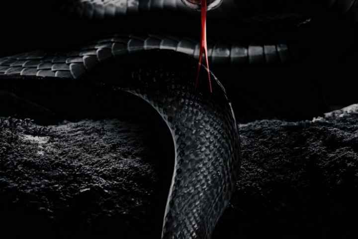 Cannibals supersnakes