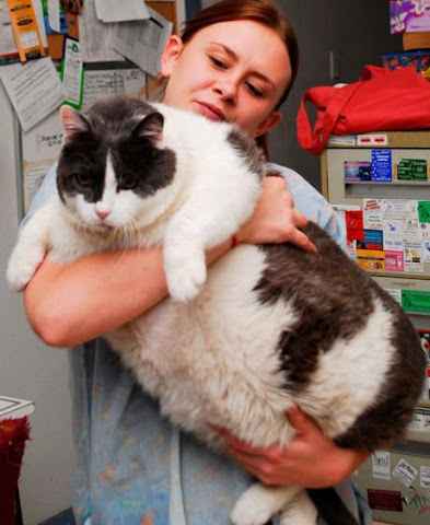 Fat Pets