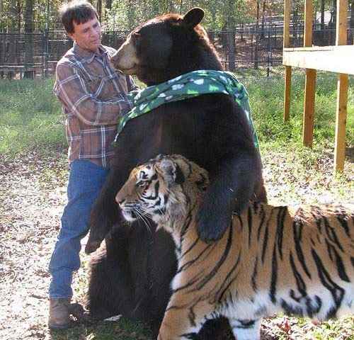 Friendship With Animals