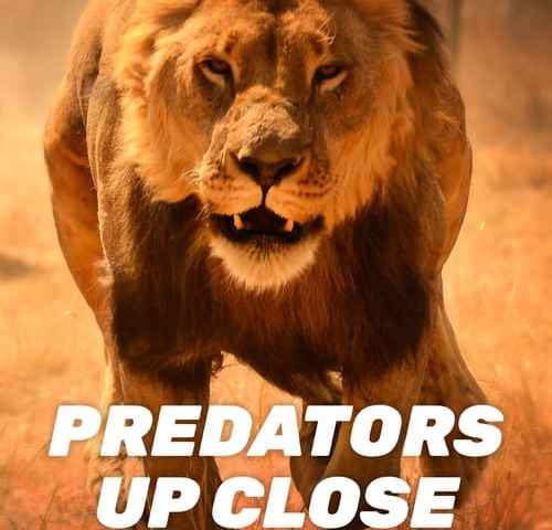 Predators Up Close with Joel Lambert