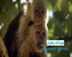 Ingenious Animals