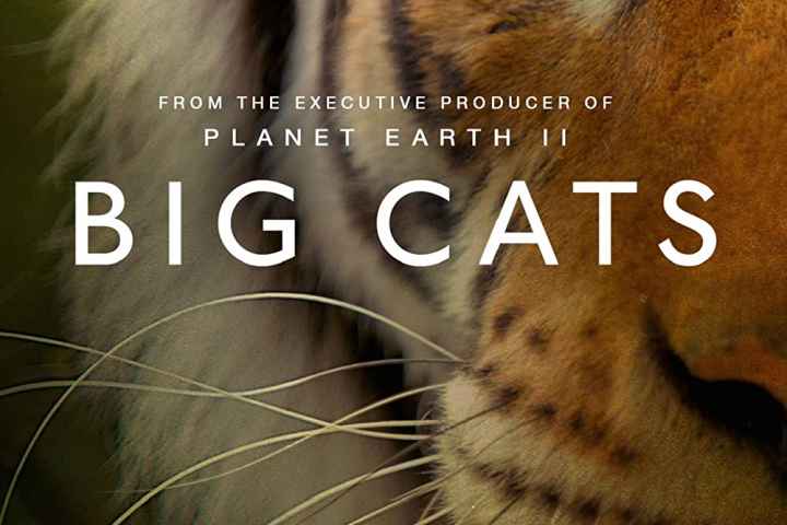 Big Cats