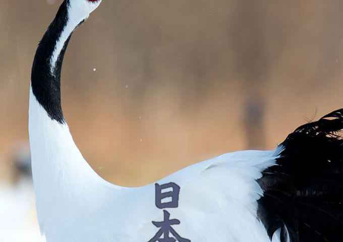 Japanese wildlife Honshu
