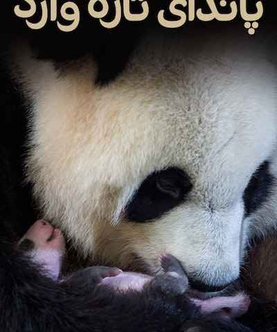 Petit panda deviendra grand