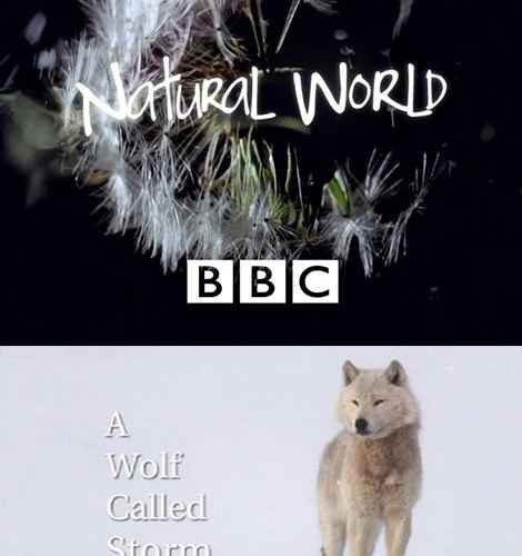 A Wolf Called Storm