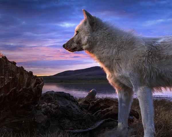 Kingdom of the White Wolf