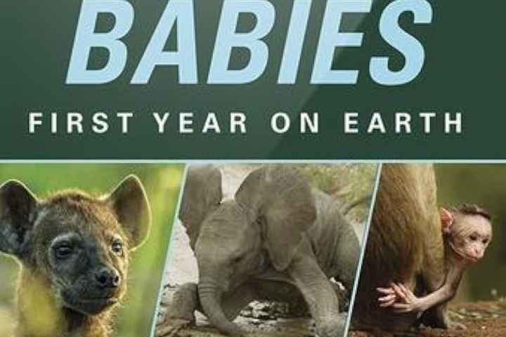 The Wonderful World of Baby Animals