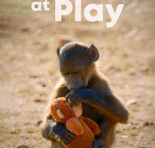 Animals at Play