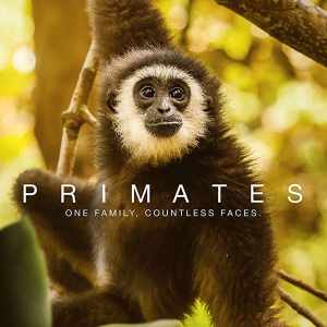 Primates