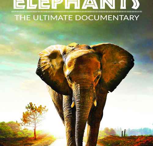 Walking with Elephants