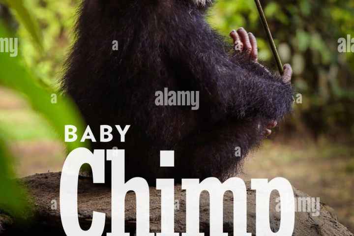 Baby Chimp Rescue