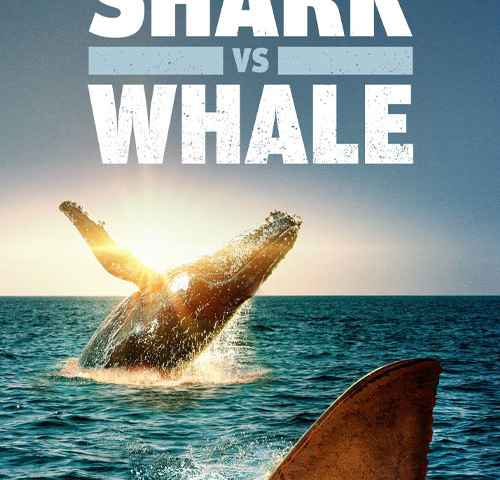 Shark vs Whale