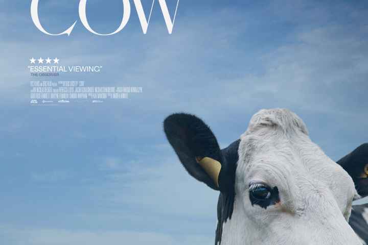 Cow