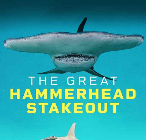 Great Hammerhead Stakeout