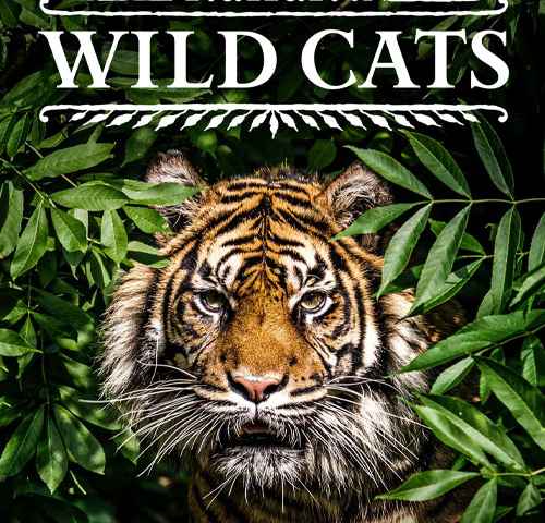 Thailands Wild Cats