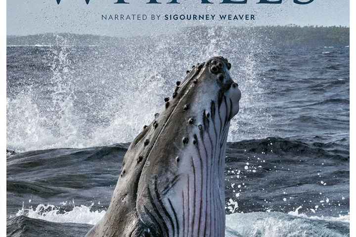 Secrets of the Whales