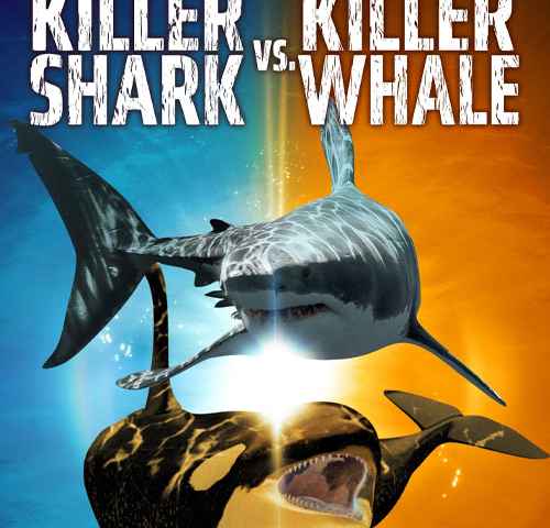 Killer Shark vs Killer Whale