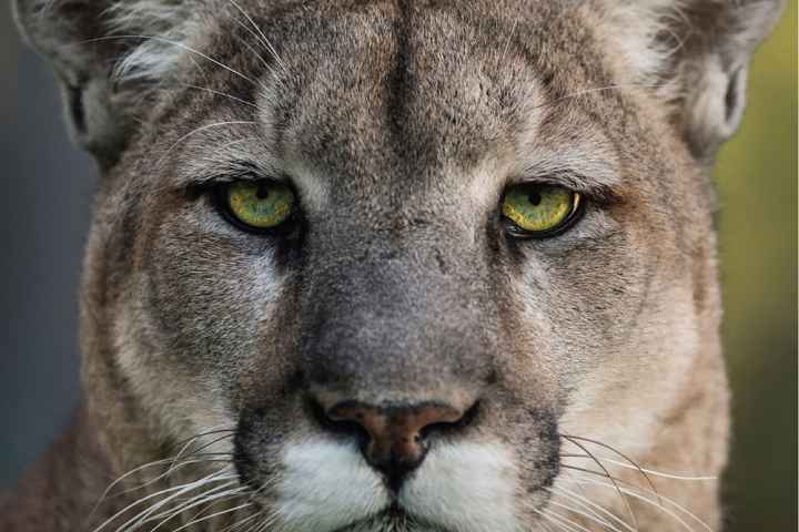 Deep in the Heart A Texas Wildlife Story