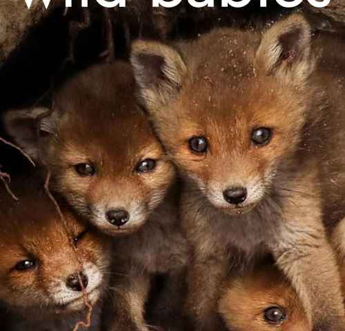 Wild Babies