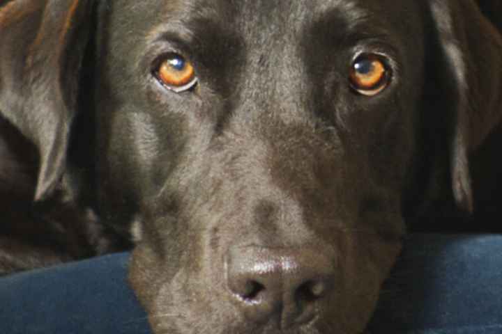 The Hidden Lives of Pets