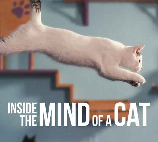 Inside the Mind of a Cat