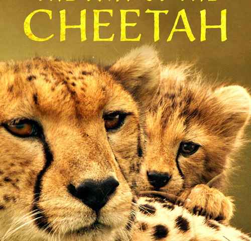 The Way of the Cheetah