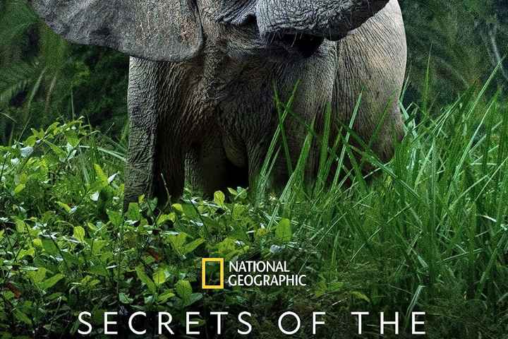 Secrets of the Elephants