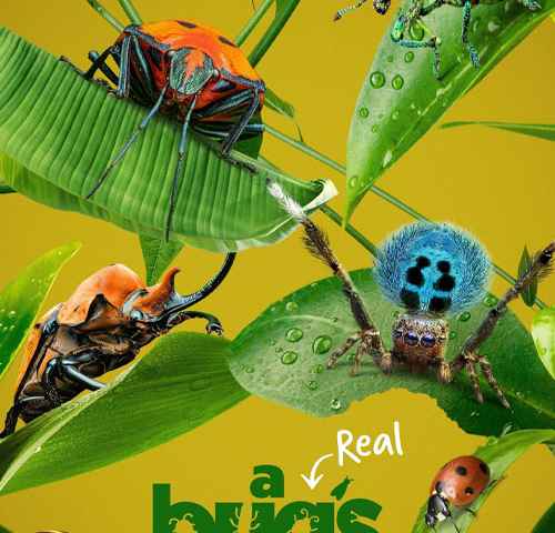 A Real Bugs Life
