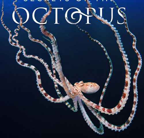Secrets of the Octopus