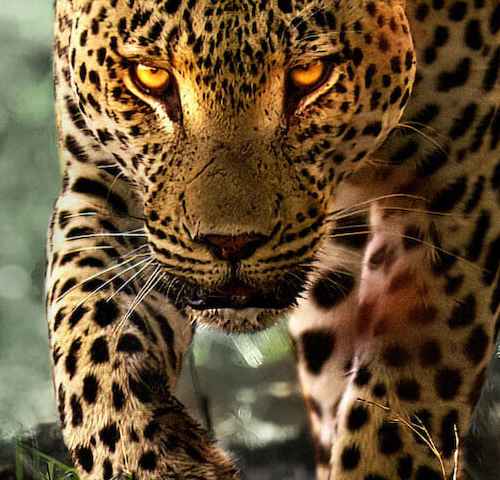 Living with Leopards