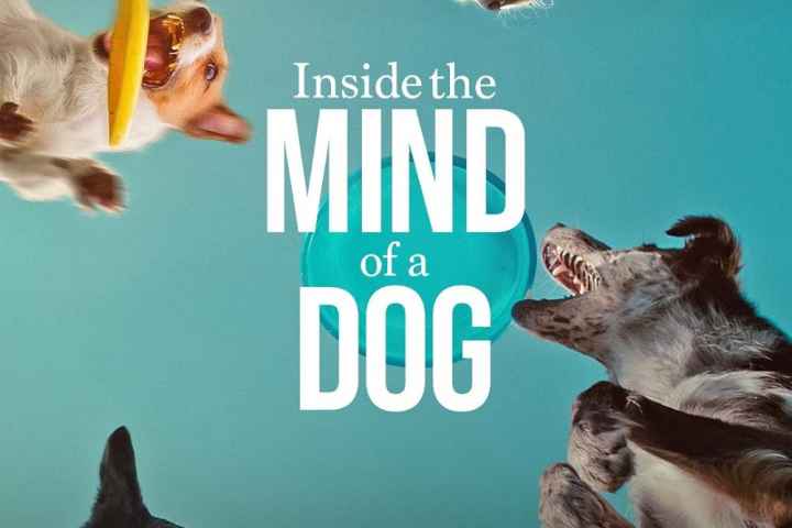Inside the Mind of a Dog