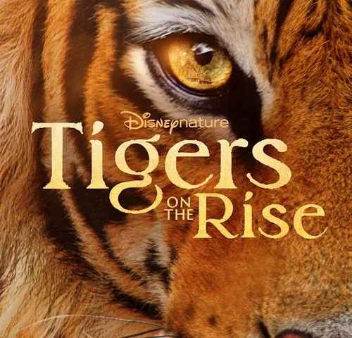 Tigers on the Rise