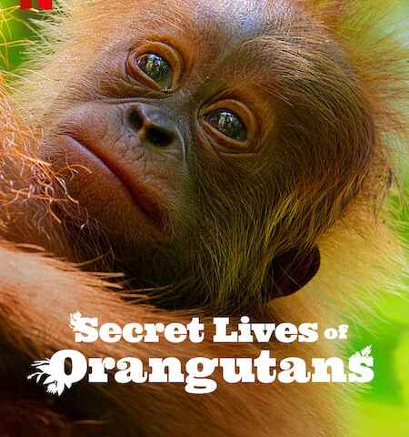 Secret Lives of Orangutans