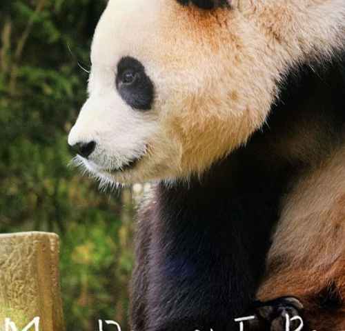 My Dearest Fu Bao